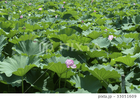 風渡る池全面に開花している蓮 風渡る池全面に開花している蓮 33051609
