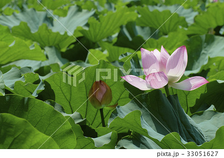 葉の海にやっと顔を出している蓮の花と蕾 33051627