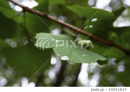 イチョウの葉の水滴クローズアップ イチョウの葉の水滴クローズアップ 33051637