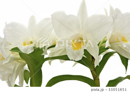 白い花びらで花心がオレンジの蘭 白い花びらで花心がオレンジの蘭 33051651