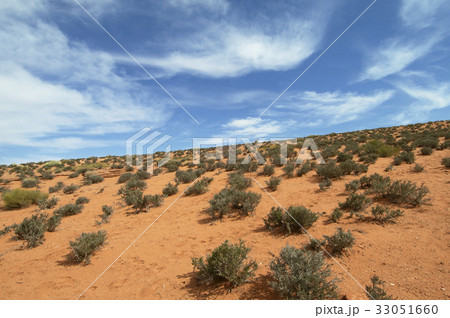 砂漠地帯の草木 砂漠地帯の草木 33051660