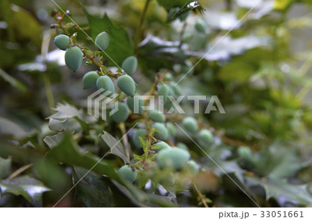 ヒーラギ・南天の青い実 33051661