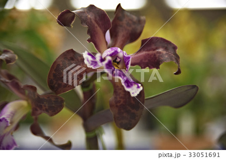 茶色の花びらに囲まれ紫の花心の蘭 茶色の花びらに囲まれ紫の花心の蘭 33051691