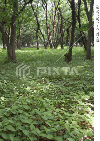 公園の一部をキープアウトし自然の環境を管理 公園の一部をキープアウトし自然の環境を管理 33051697