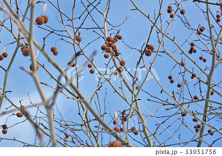 スズカケノキ 33051756