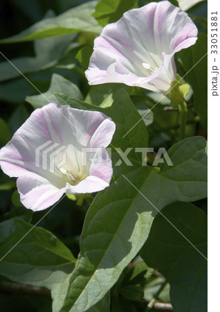 薄いピンクと星形の白い模様の花ひるがお 薄いピンクと星形の白い模様の花ひるがお 33051881