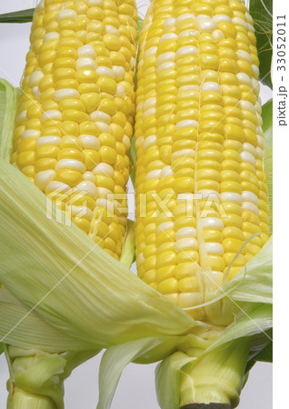 皮を剥いた完熟のスイートコーン 33052011