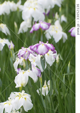 江戸紫色の暈かしの花菖蒲 33052136