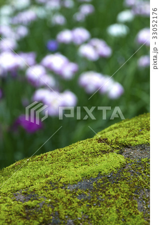 苔むした石橋のクローズアップと花菖蒲 苔むした石橋のクローズアップと花菖蒲 33052176