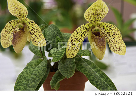 黄色に細かい茶の斑点の蘭二輪 33052221