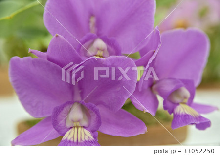 薄紫色のカトレア3輪 33052250