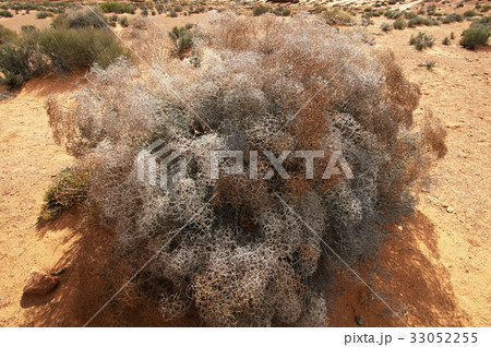 砂漠地帯の網の様な草木 33052255