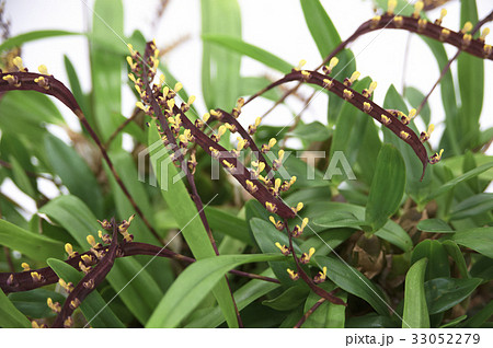 長い舌状の茎上に小さな黄花を乗せている蘭 33052279