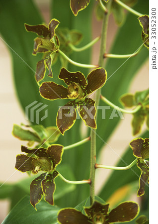 茶褐色の花弁に緑の斑点の蘭 茶褐色の花弁に緑の斑点の蘭 33052300