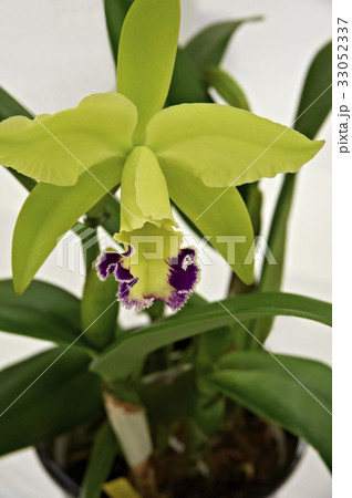 黄緑色の花びら花心の先が紫の蘭 33052337
