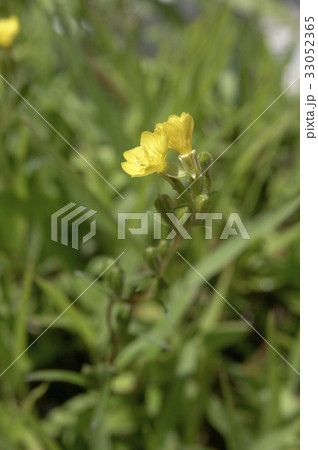 黄色い小さな姫あし月見草の花の写真素材