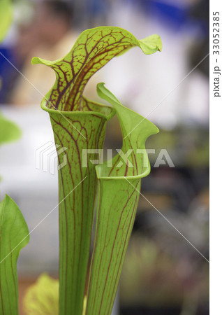 緑のトランペット状の植物 33052385