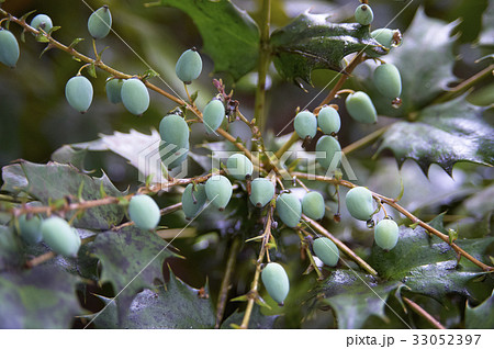 ヒーラギ 南天の青い実の写真素材