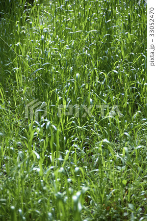 伸びきってしまった芝生 33052470