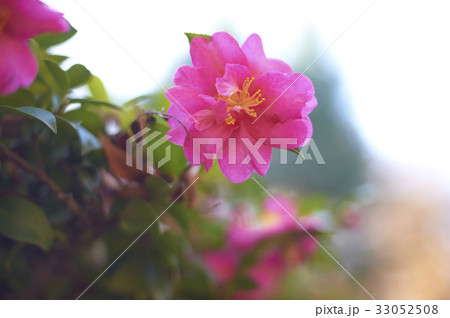 濃いピンクのサザンカ一輪 33052508