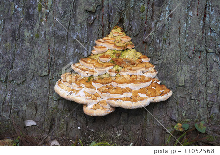 古木の根元に自生した猿の腰掛け 古木の根元に自生した猿の腰掛け 33052568