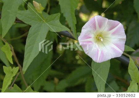 薄いピンクと星形の白い模様の花ひるがお 33052602