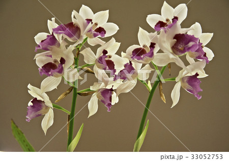 白い花びらに赤紫の花心の小花蘭 33052753