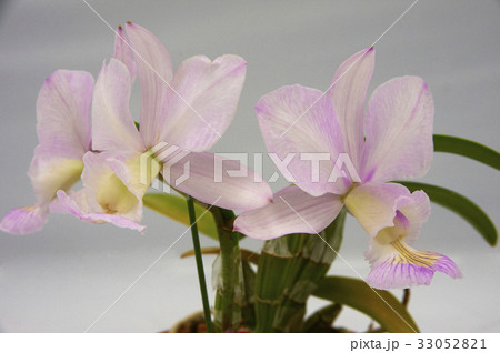 薄ピンクの可憐な花を咲かす蘭 33052821