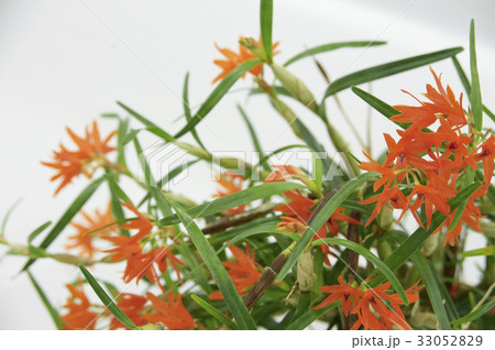細い葉とオレンジ色の花が美しい南米産蘭 細い葉とオレンジ色の花が美しい南米産蘭 33052829