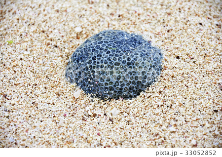 浜に打ち上げられた珊瑚のかけら 33052852