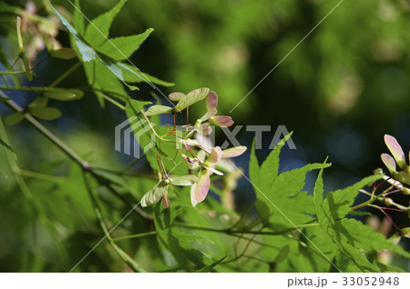 緑の葉の間に見え隠れする紅葉の種アップ 33052948