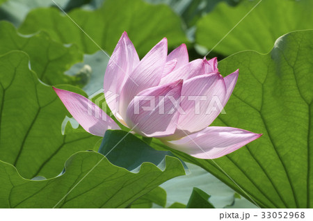 大葉に寄り添って開花した蓮の花 大葉に寄り添って開花した蓮の花 33052968