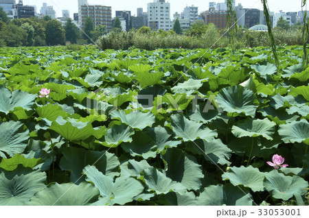 ビルに囲まれた池全面を覆い尽くした蓮の群生 33053001