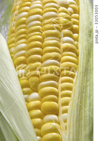 皮を剥いた完熟のスイートコーン 33053003