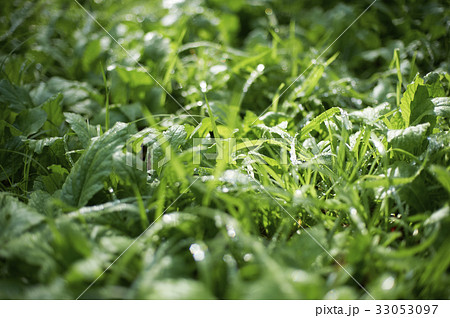 朝露が煌めく公園の草むら 33053097