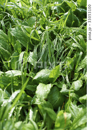 朝露が煌めく公園の草むら 33053100