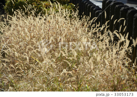 ネコジャラシの群生やや上から ネコジャラシの群生やや上から 33053173