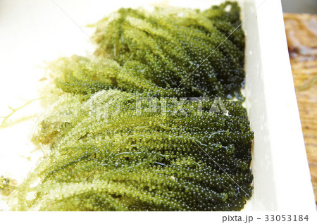 選別されたウミブドウ 選別されたウミブドウ 33053184