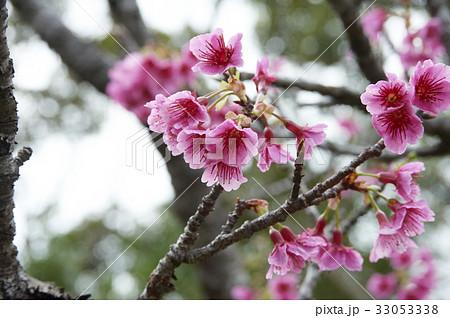 赤みの強い久米島の緋寒桜 33053338