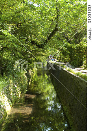 新緑の哲学の道 新緑の哲学の道 33053658