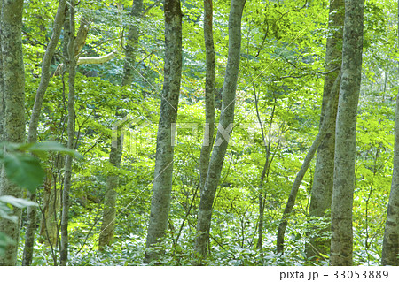 カヤの平高原 カヤの平高原 33053889