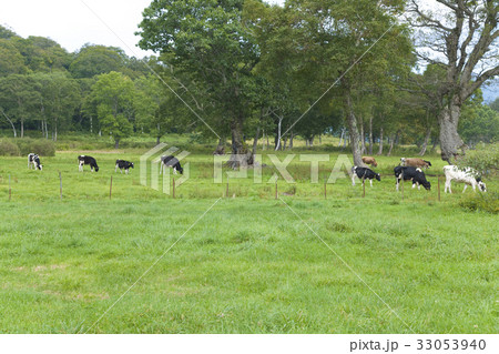 カヤの平高原 33053940