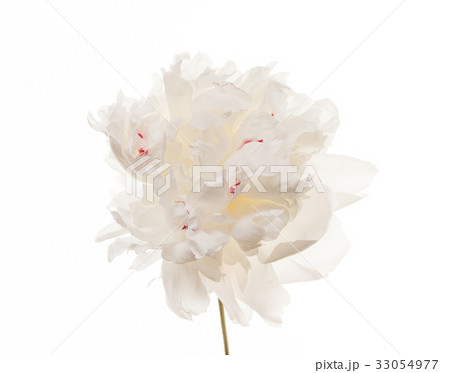 peony flower peony flower 33054977