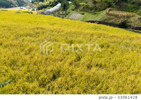 Rice field 33061428