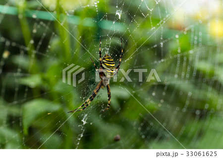 Spider on Web Spider on Web 33061625