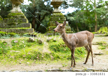 Wild deer at japanese temple 33061631