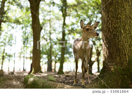 Wild deer in Nara Park 33061664