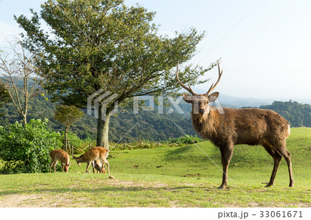 Group of Deer in mountain of Nara in Japan 33061671