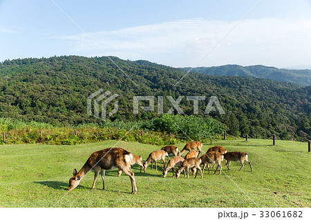 Deer eating grass 33061682