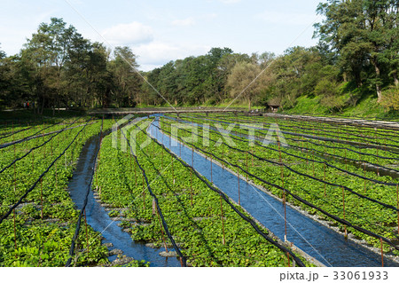 Wasabi meadow 33061933